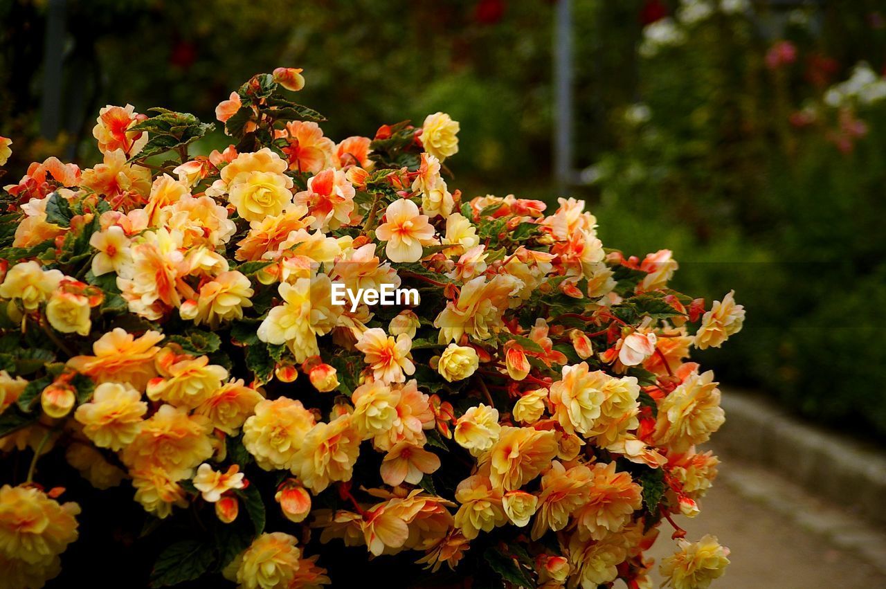 Close-up of yellow flowering plant in park