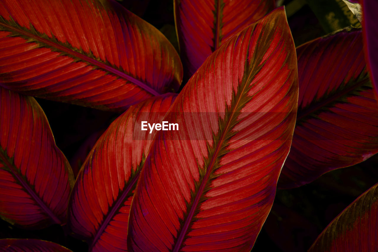 Full frame of purple leaves pattern background, nature lush foliage leaf texture.