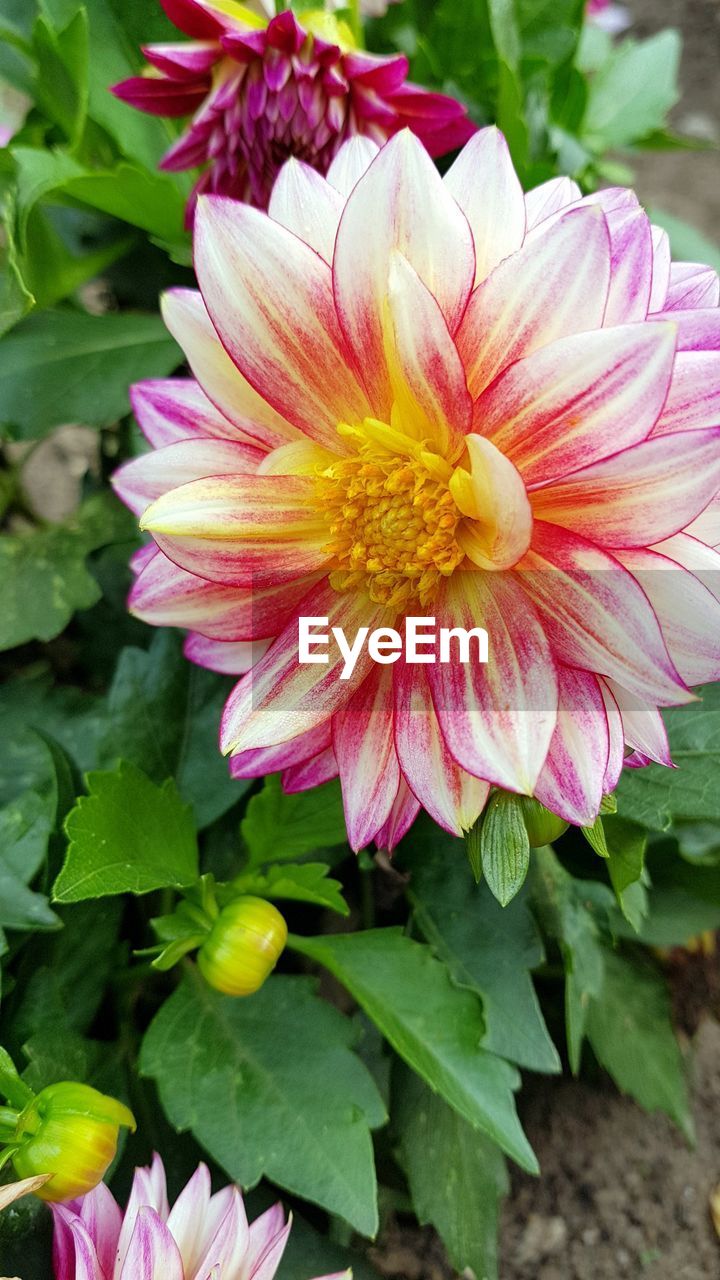 CLOSE-UP OF FLOWER BLOOMING