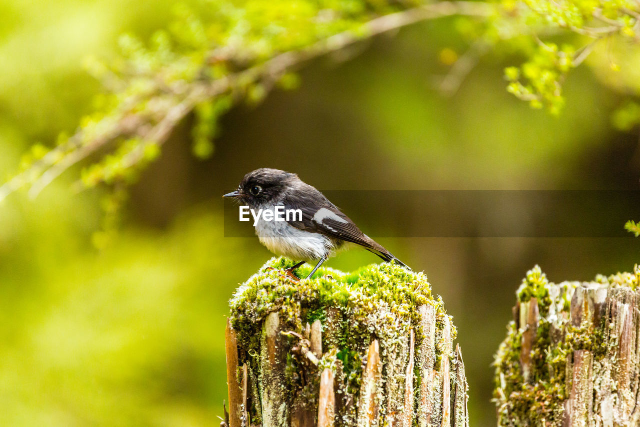 New zealand tomtit bird found in the bush of the north island.