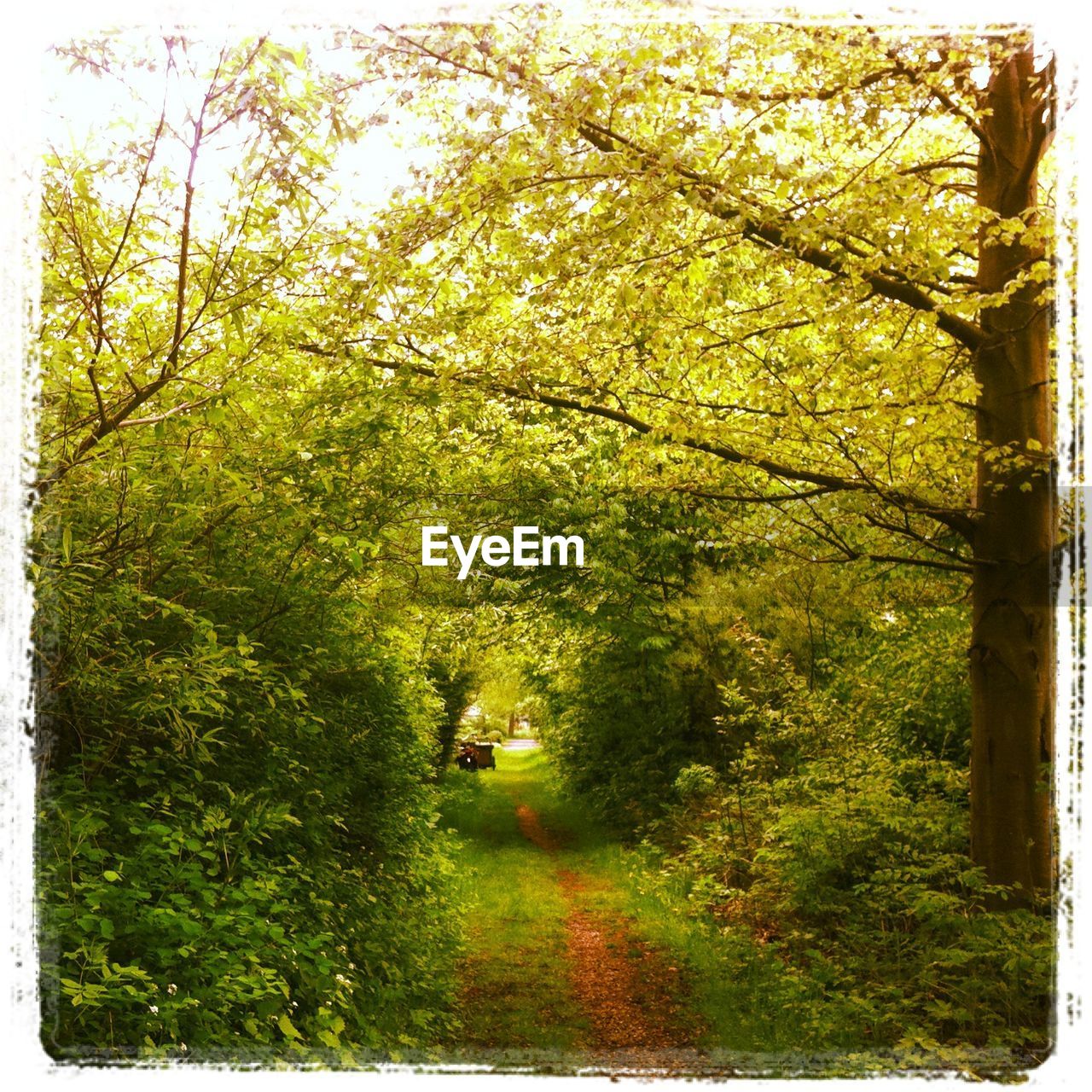 Trees in forest during autumn