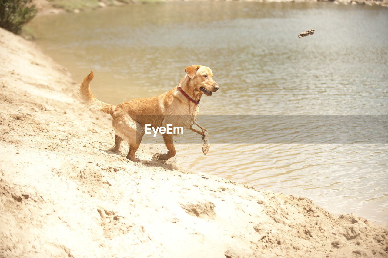 animal themes, dog, canine, animal, one animal, pet, mammal, domestic animals, beach, water, sand, land, nature, running, retriever, sunlight, carnivore, labrador retriever, no people, day, golden retriever, motion, outdoors