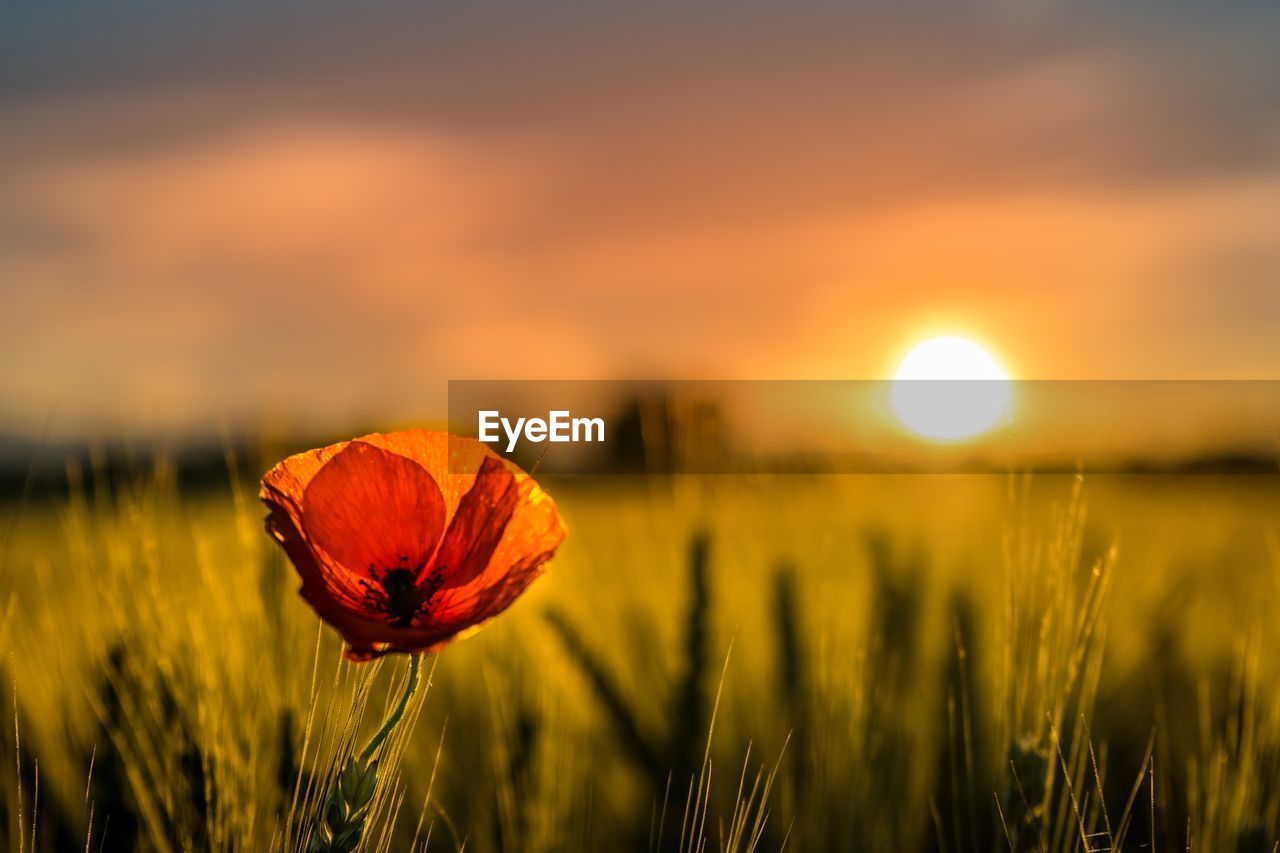 Close-up of plant growing on field at sunset