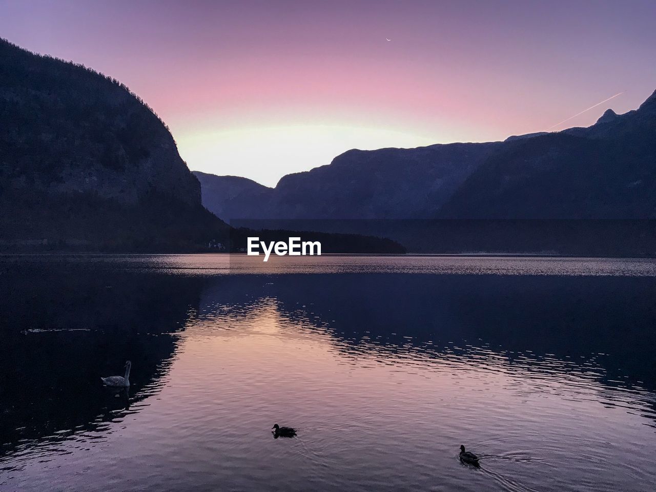 BIRDS SWIMMING IN LAKE