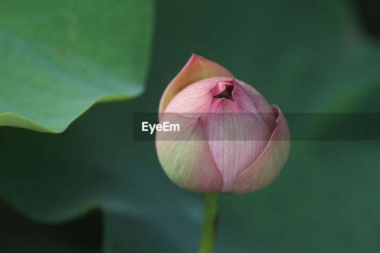 Close-up of pink lotus flower bud