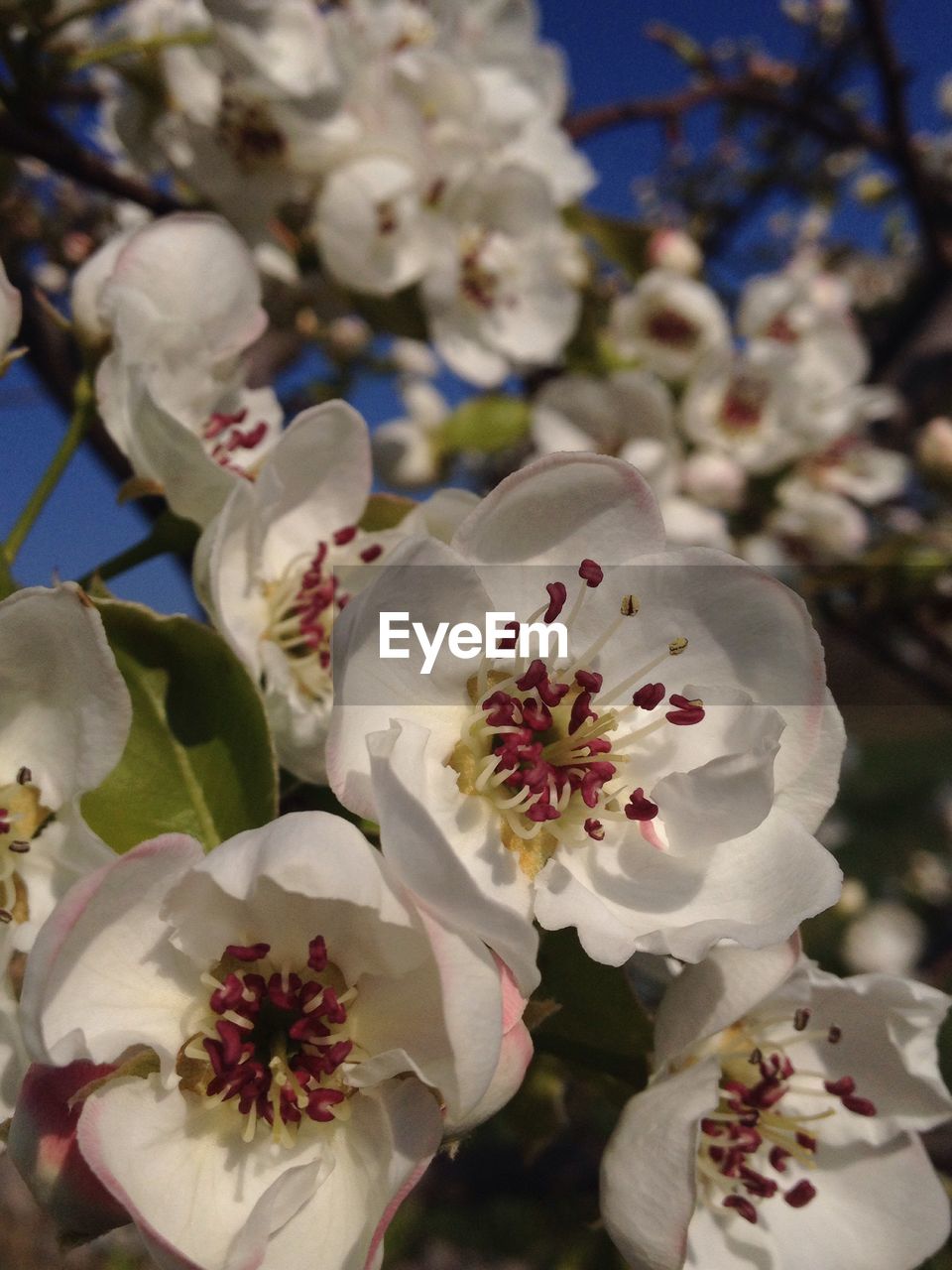 CLOSE-UP OF WHITE FLOWERS BLOOMING ON TREE