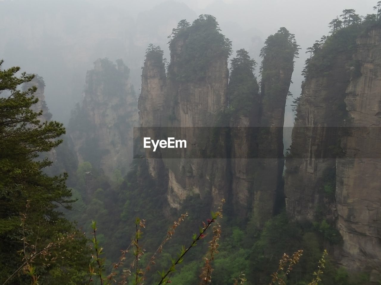 PANORAMIC SHOT OF TREES IN FOGGY WEATHER