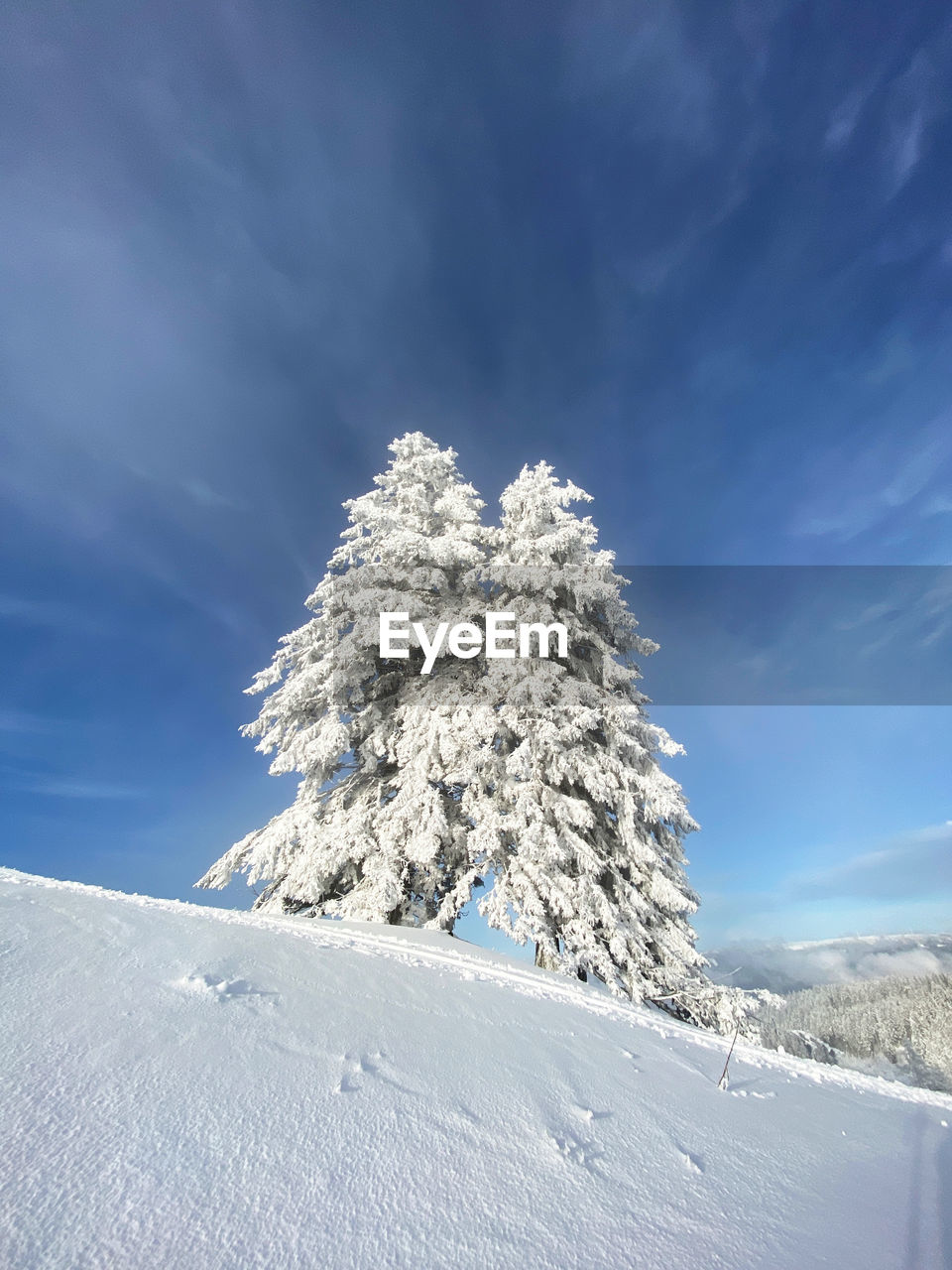 SNOW COVERED PLANT AGAINST SKY