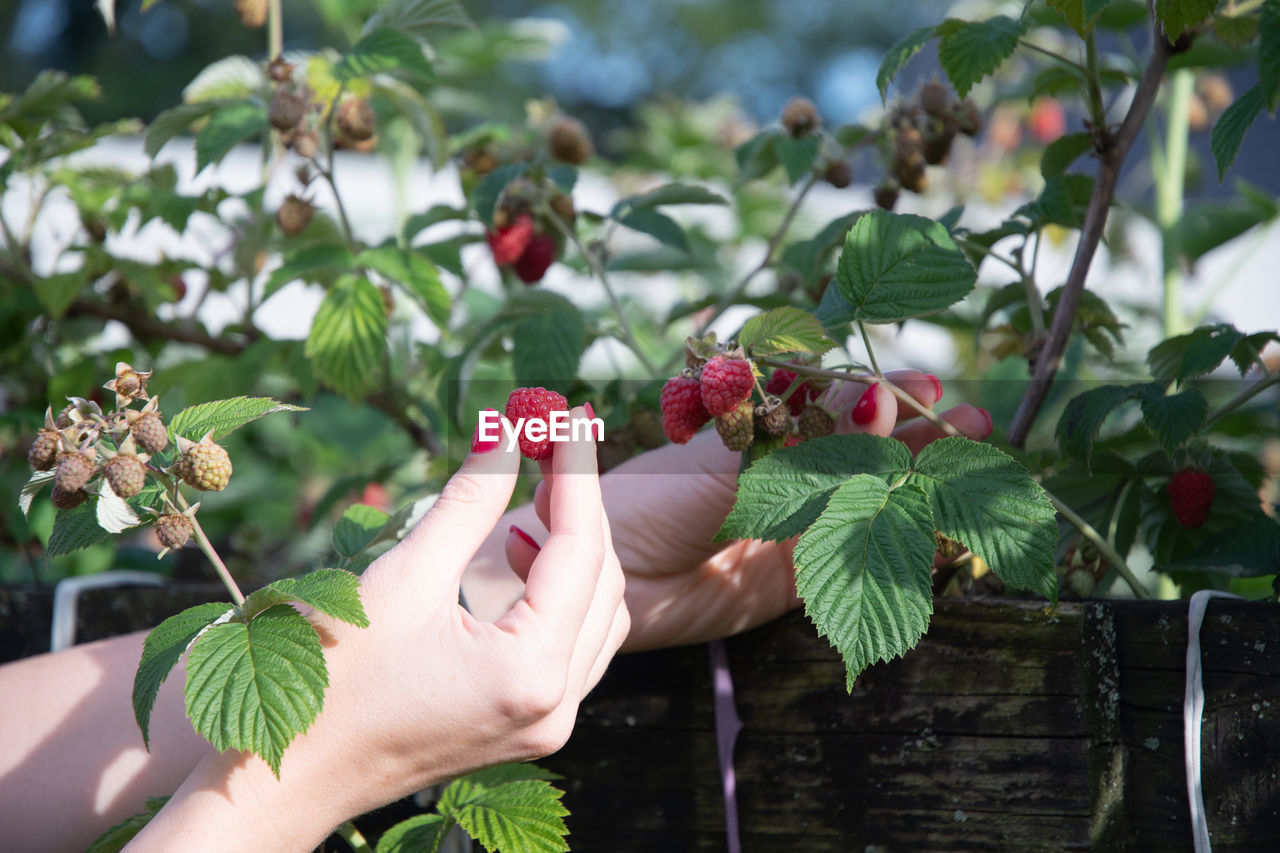 Yung woman picks ripe raspberries in a basket, summer harvest of berries