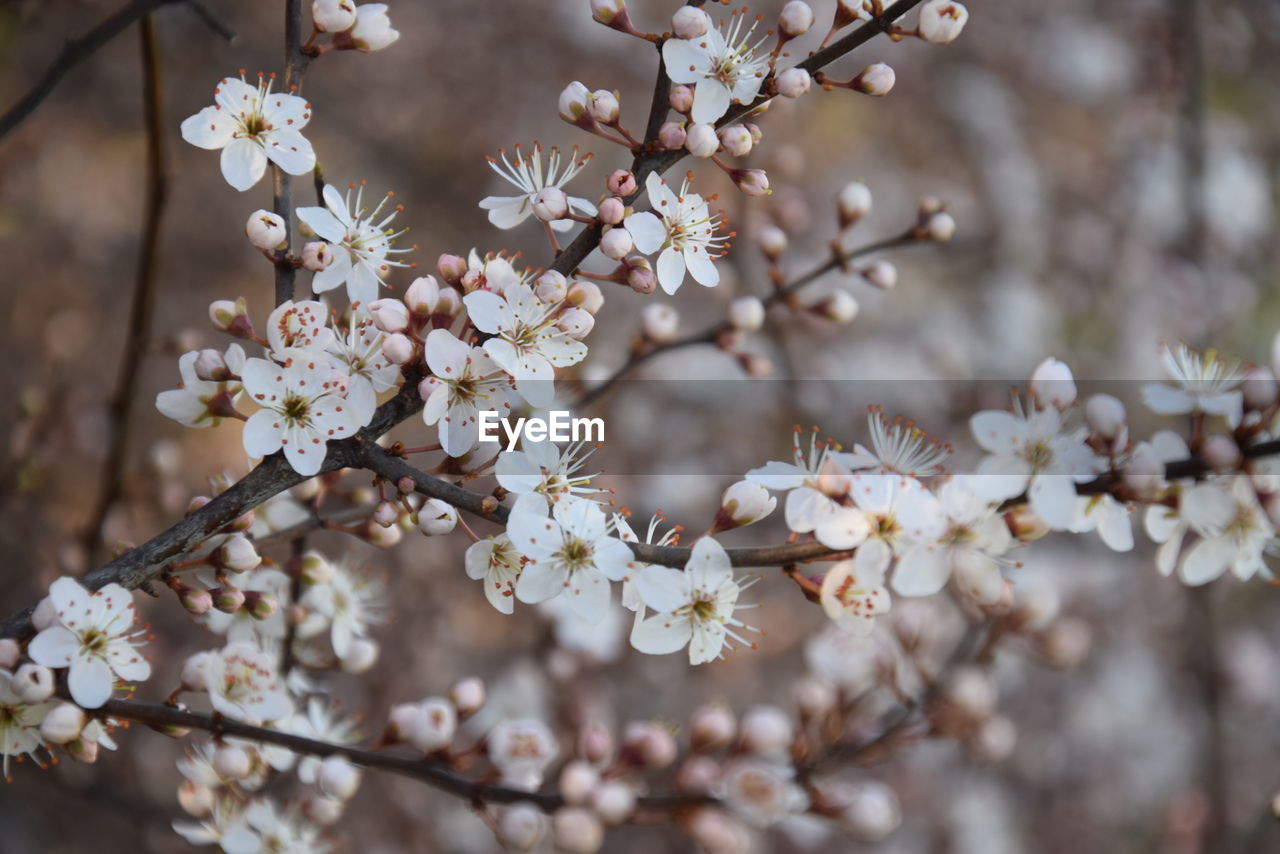 Close-up of white cherry blossom tree