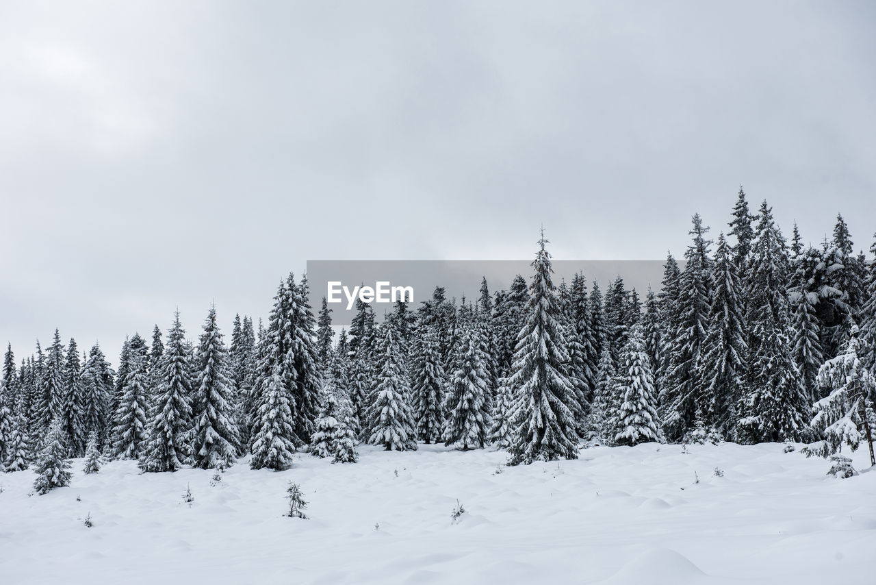 Snow covered pine trees against sky