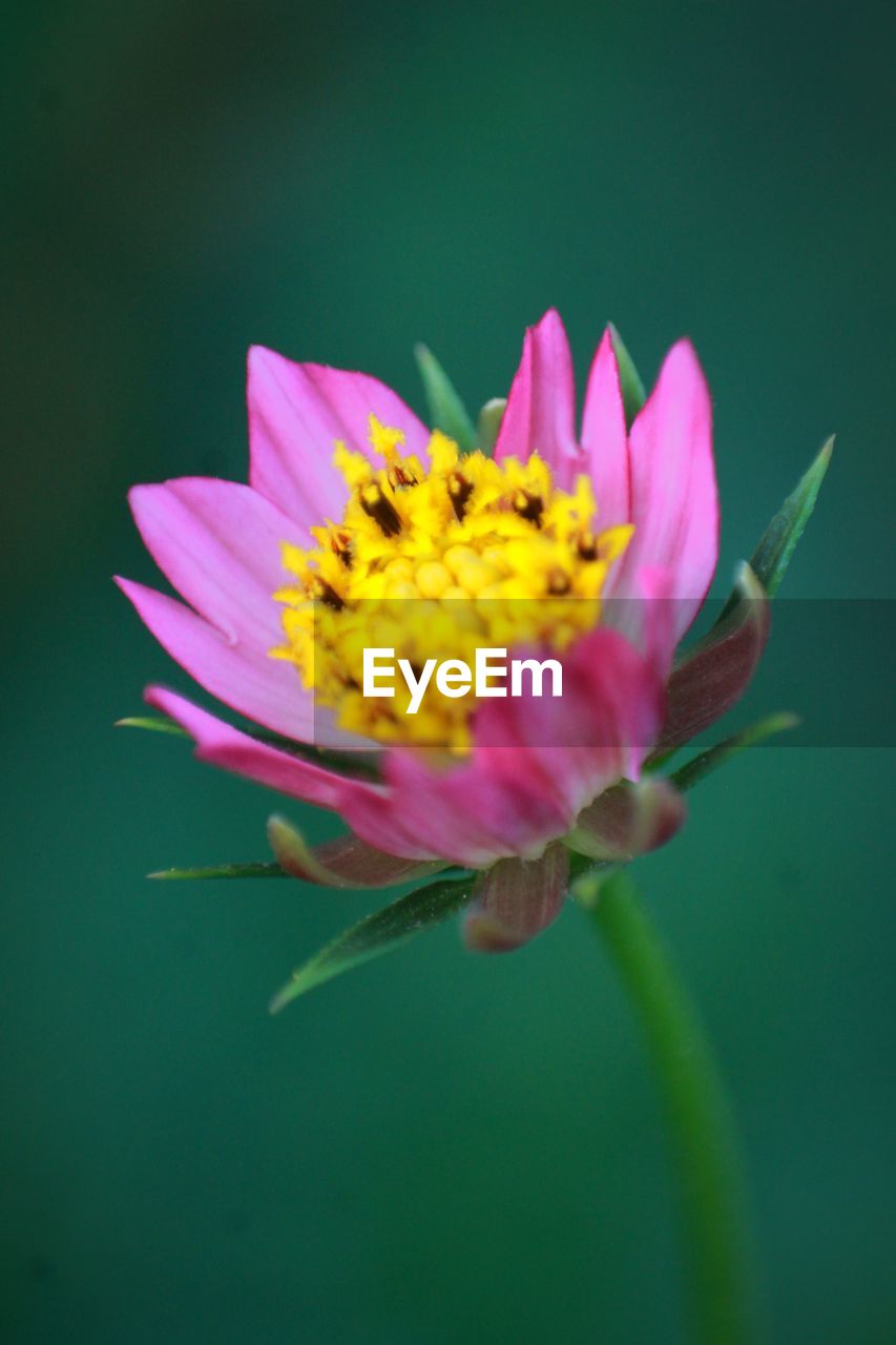 CLOSE-UP OF PINK COSMOS FLOWER