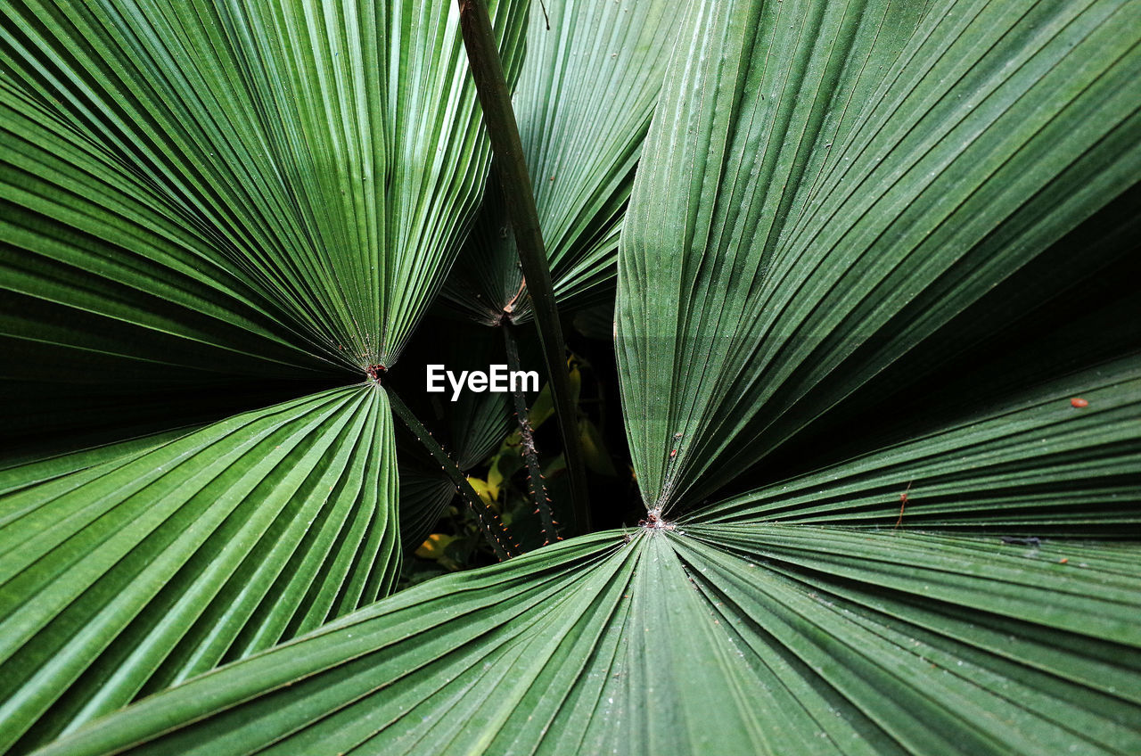 Full frame shot of palm leaves