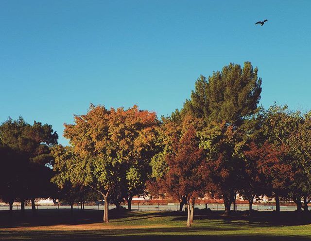 VIEW OF TREES AGAINST BLUE SKY