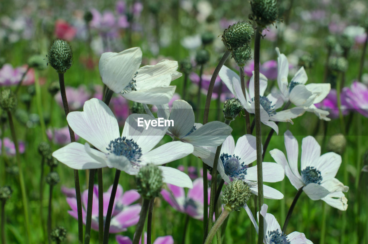 CLOSE-UP OF PURPLE FLOWERING PLANT