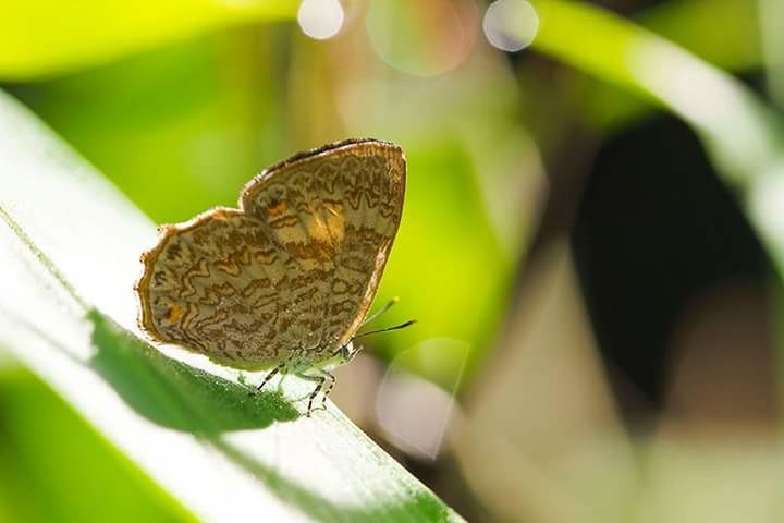 CLOSE-UP OF BUTTERFLY PERCHING ON PLANT