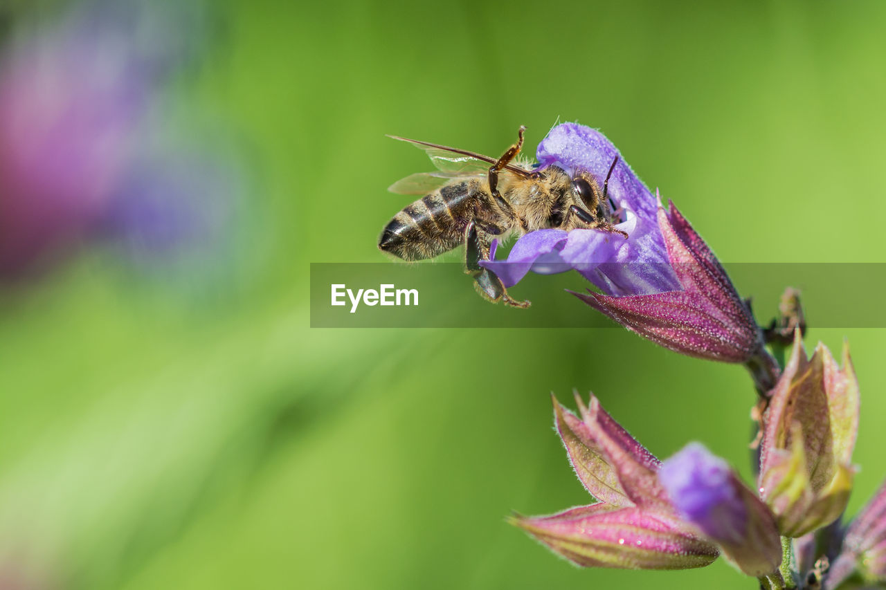 INSECT ON PURPLE FLOWER