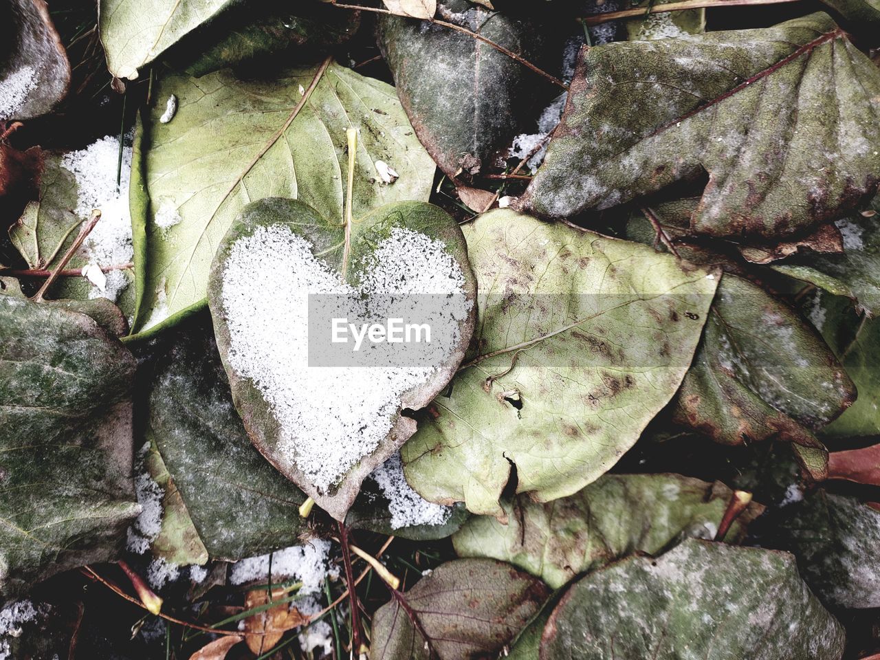 HIGH ANGLE VIEW OF DRY LEAVES ON PLANT