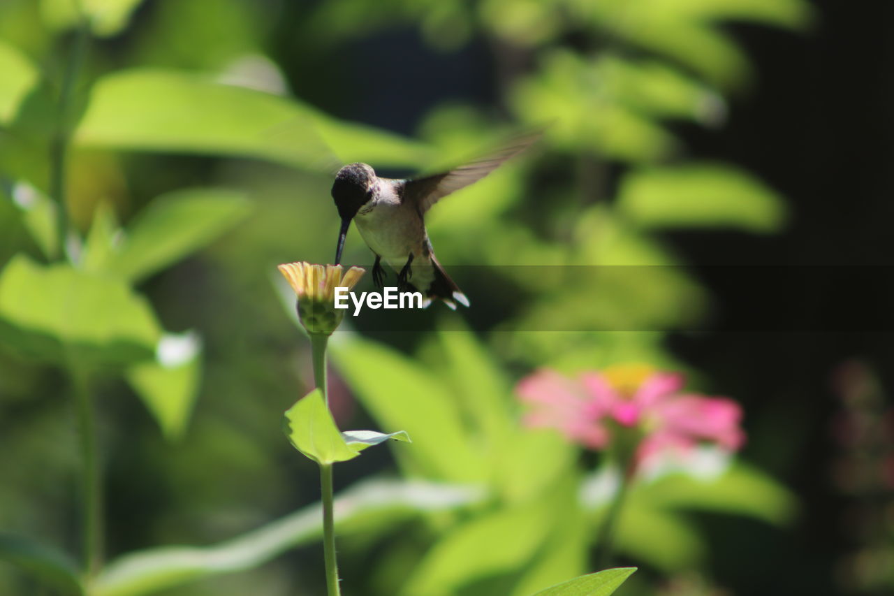 CLOSE-UP OF BUTTERFLY ON PLANT