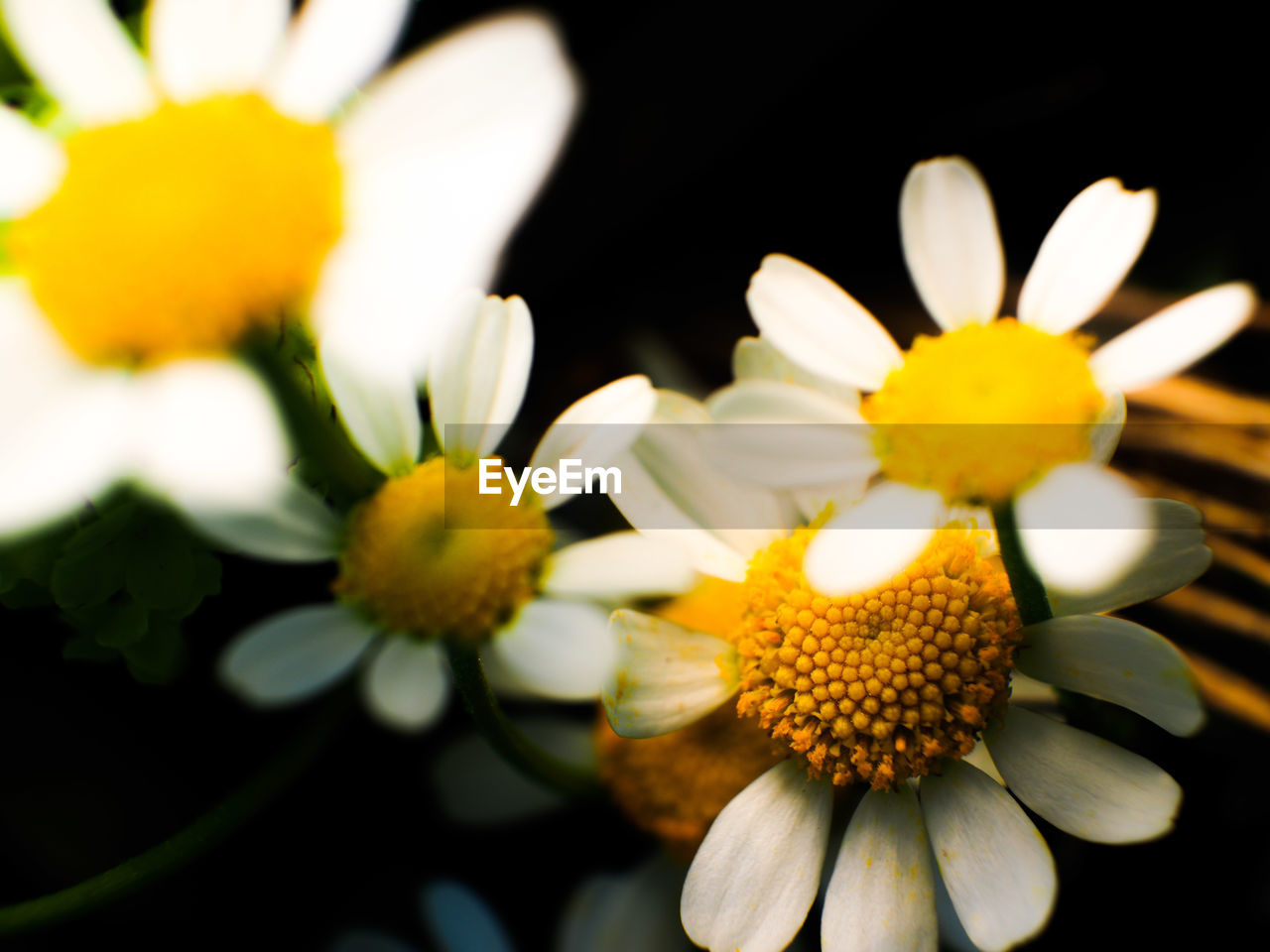 CLOSE-UP OF WHITE DAISY FLOWERS