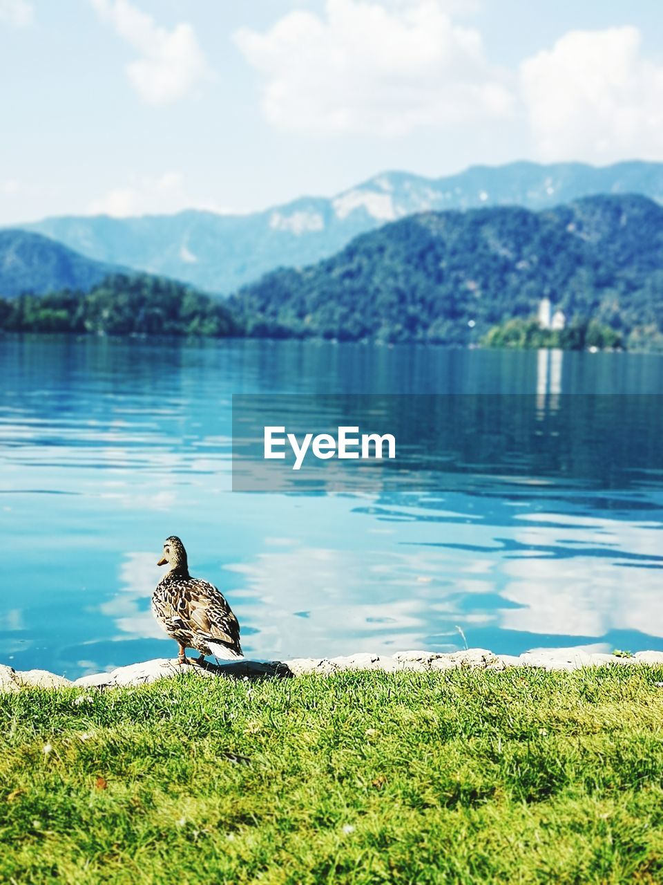 Bird on grass by lake against mountains and sky