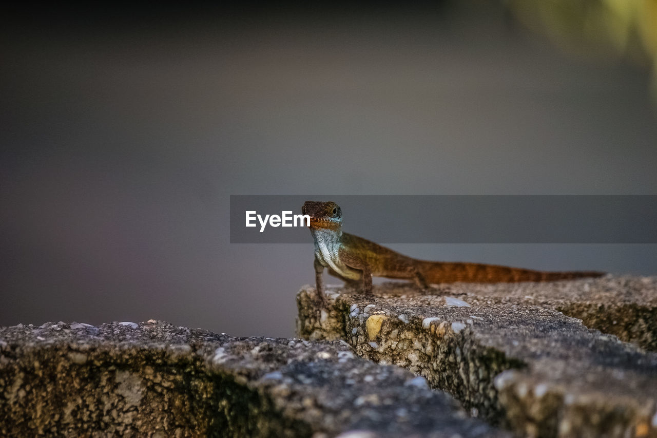 Close-up of lizard on stone