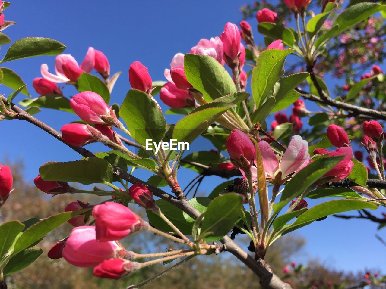 Low angle view of pink flowers blooming on tree