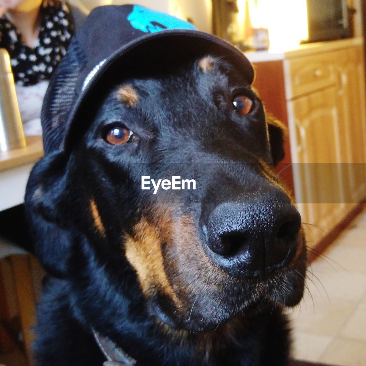 Close-up portrait of dog wearing cap