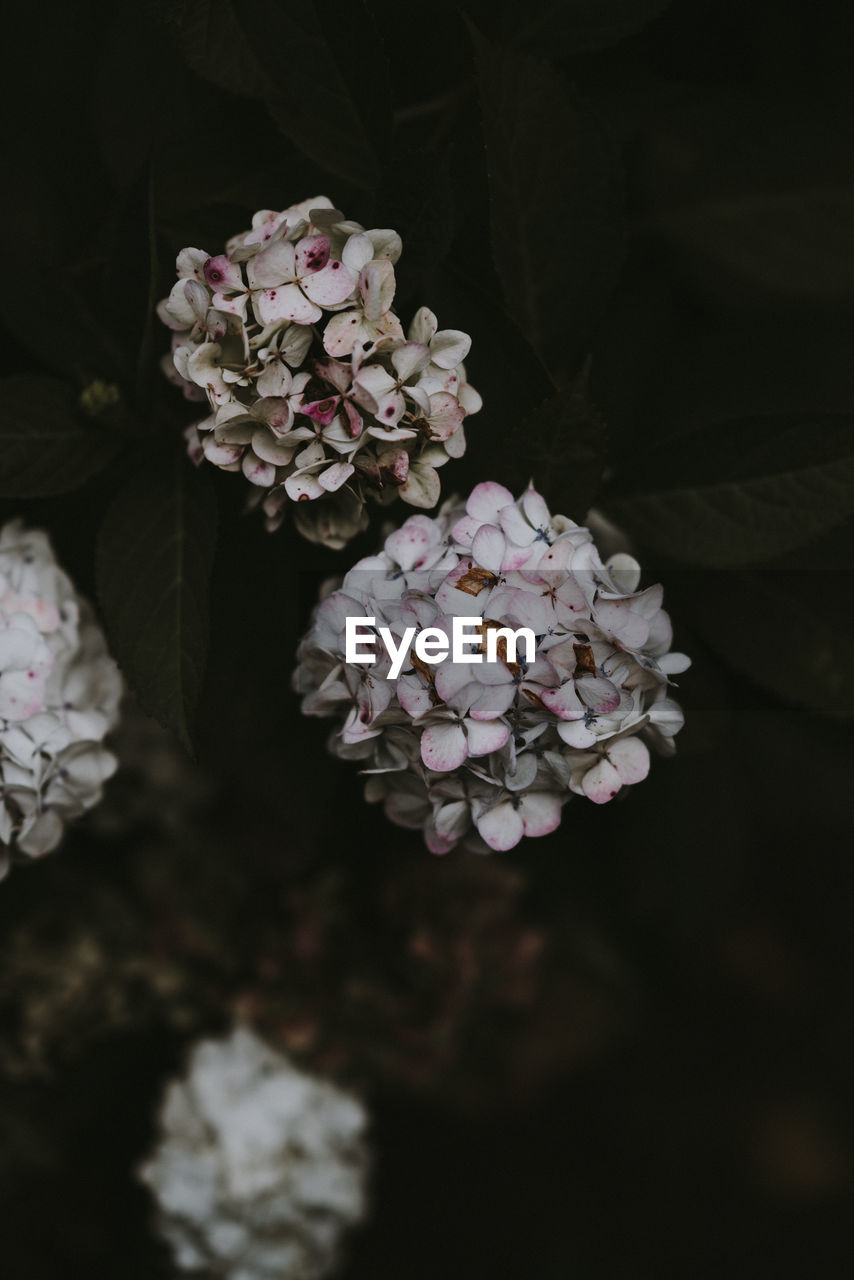 Close-up of pink hydrangea flowers