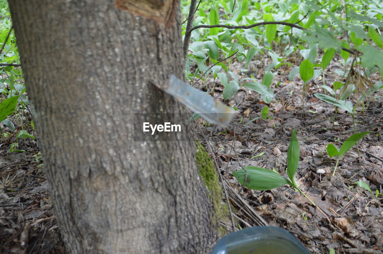 HIGH ANGLE VIEW OF A TREE TRUNK