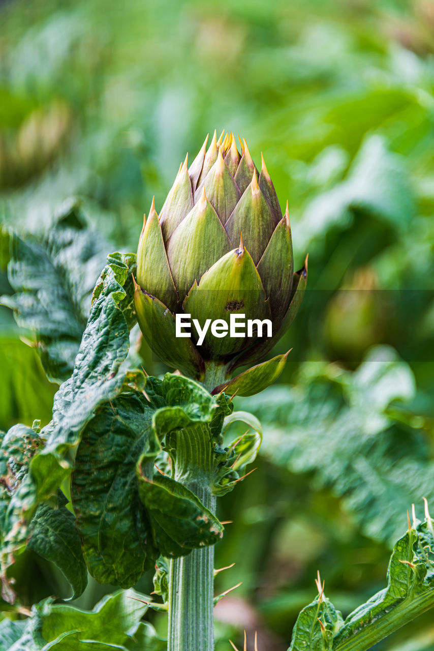 Close-up of artichoke on leaf