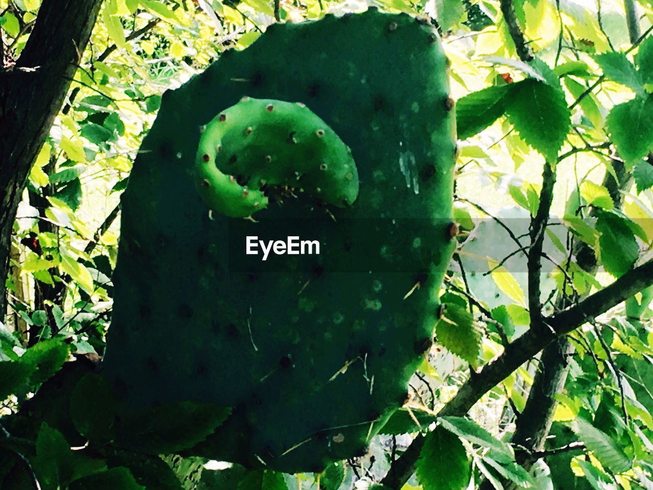 CLOSE-UP OF TREES IN THE FOREST