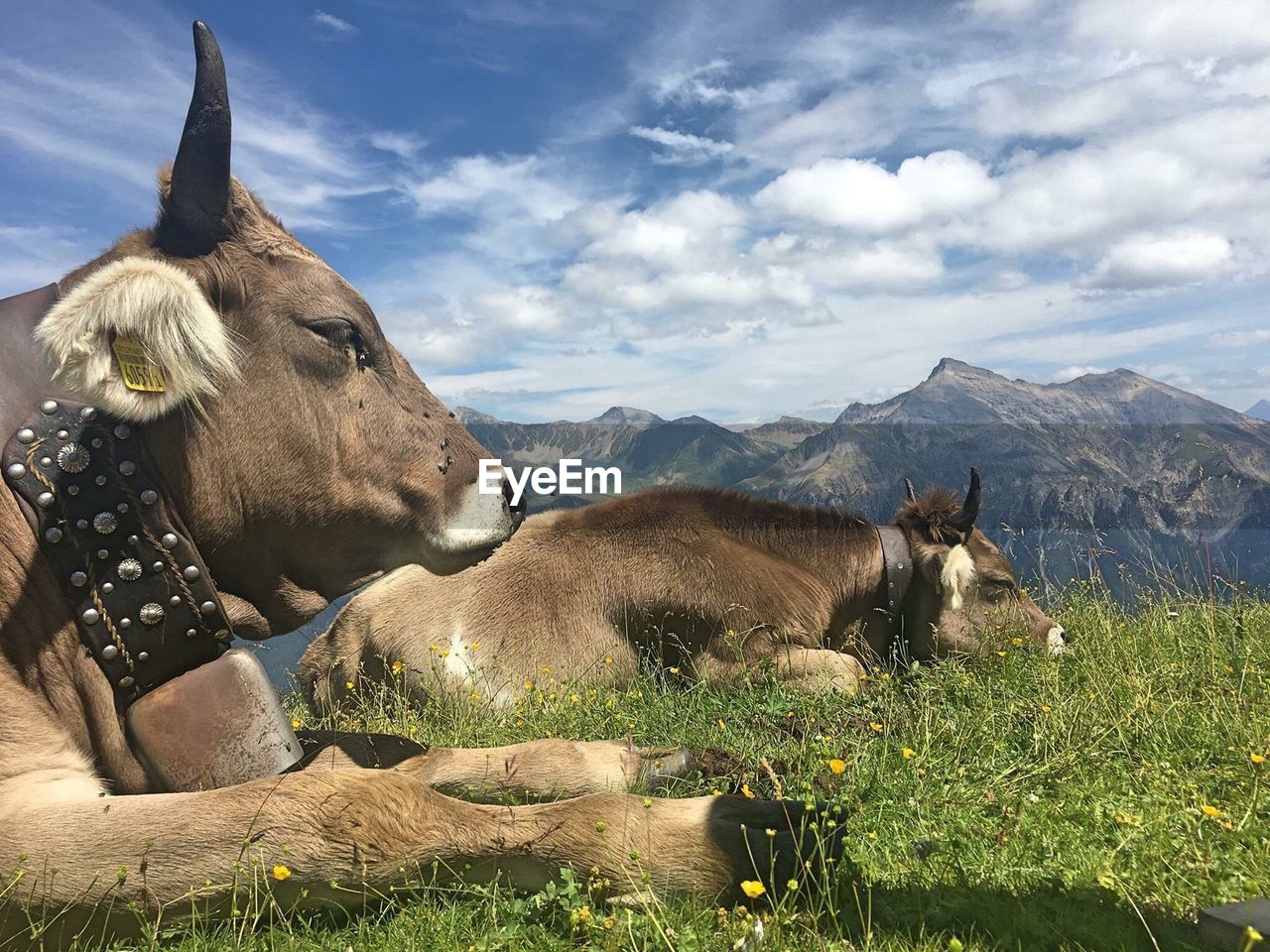 COW ON FIELD BY MOUNTAINS AGAINST SKY