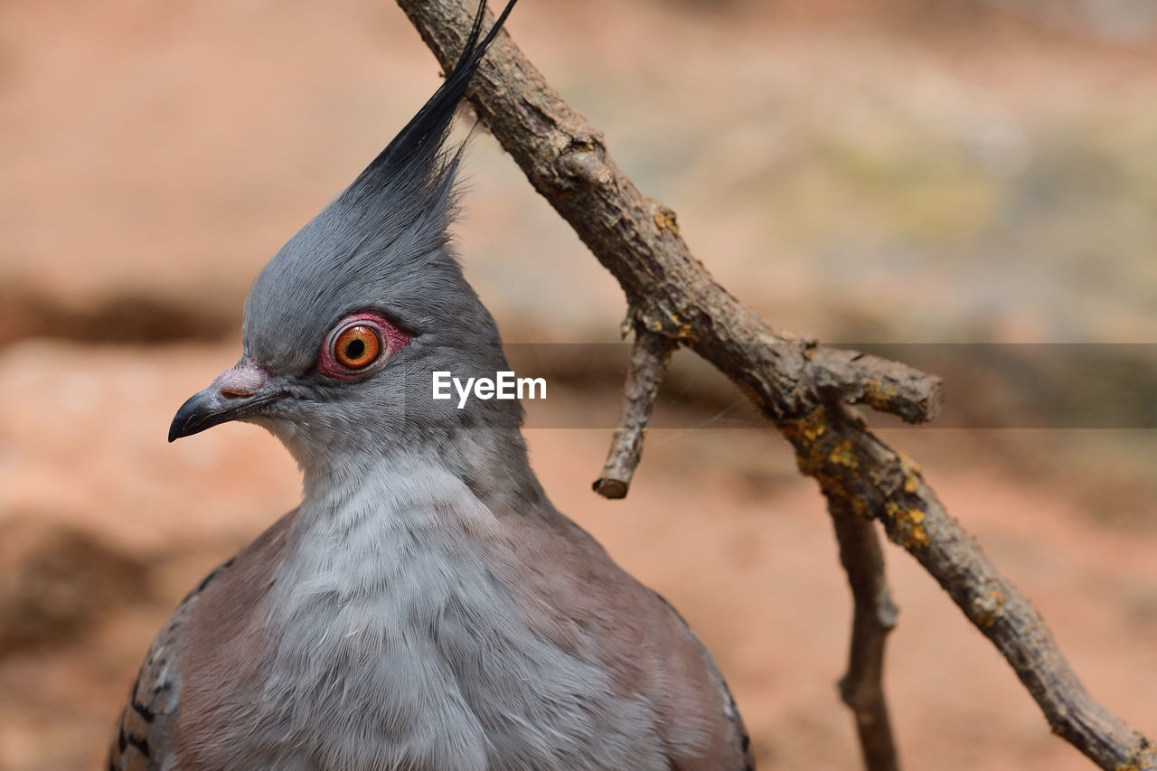 CLOSE-UP OF A BIRD