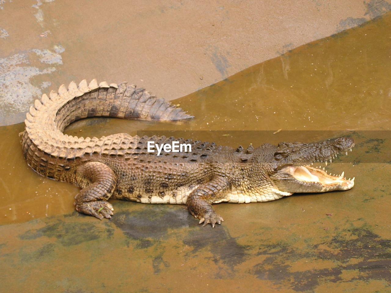 Side view of an alligator