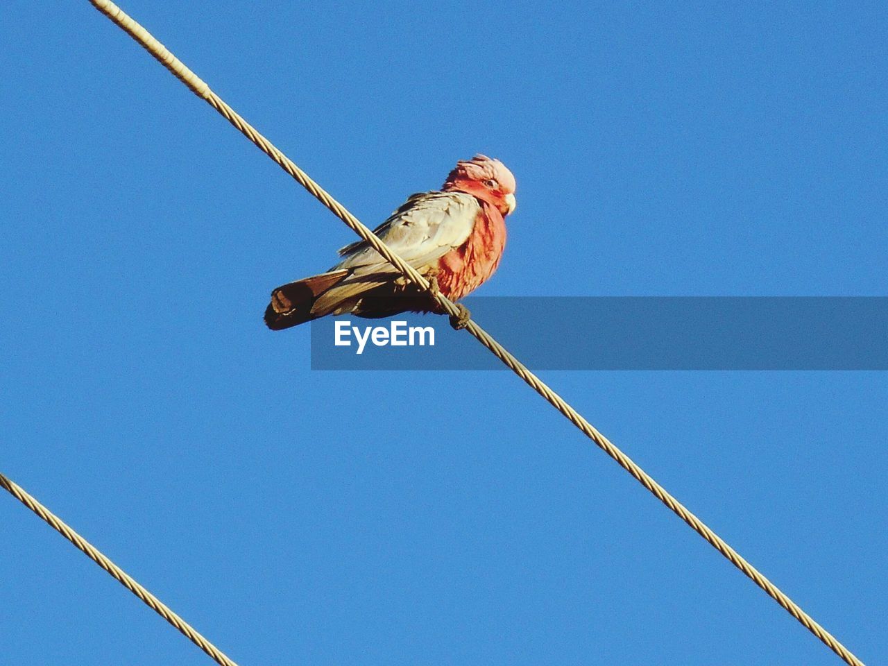Low angle view of galah perching on rope against clear blue sky