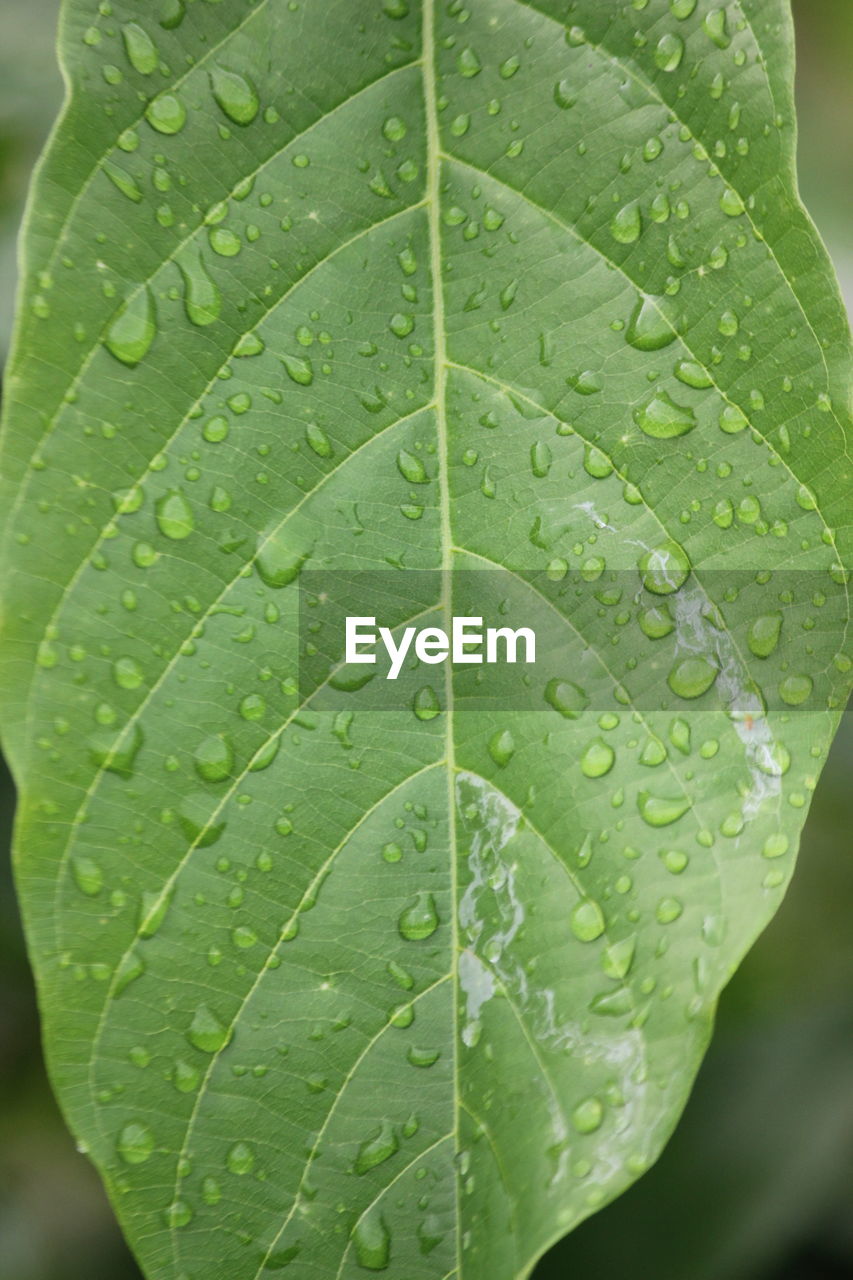 Close-up of wet leaf