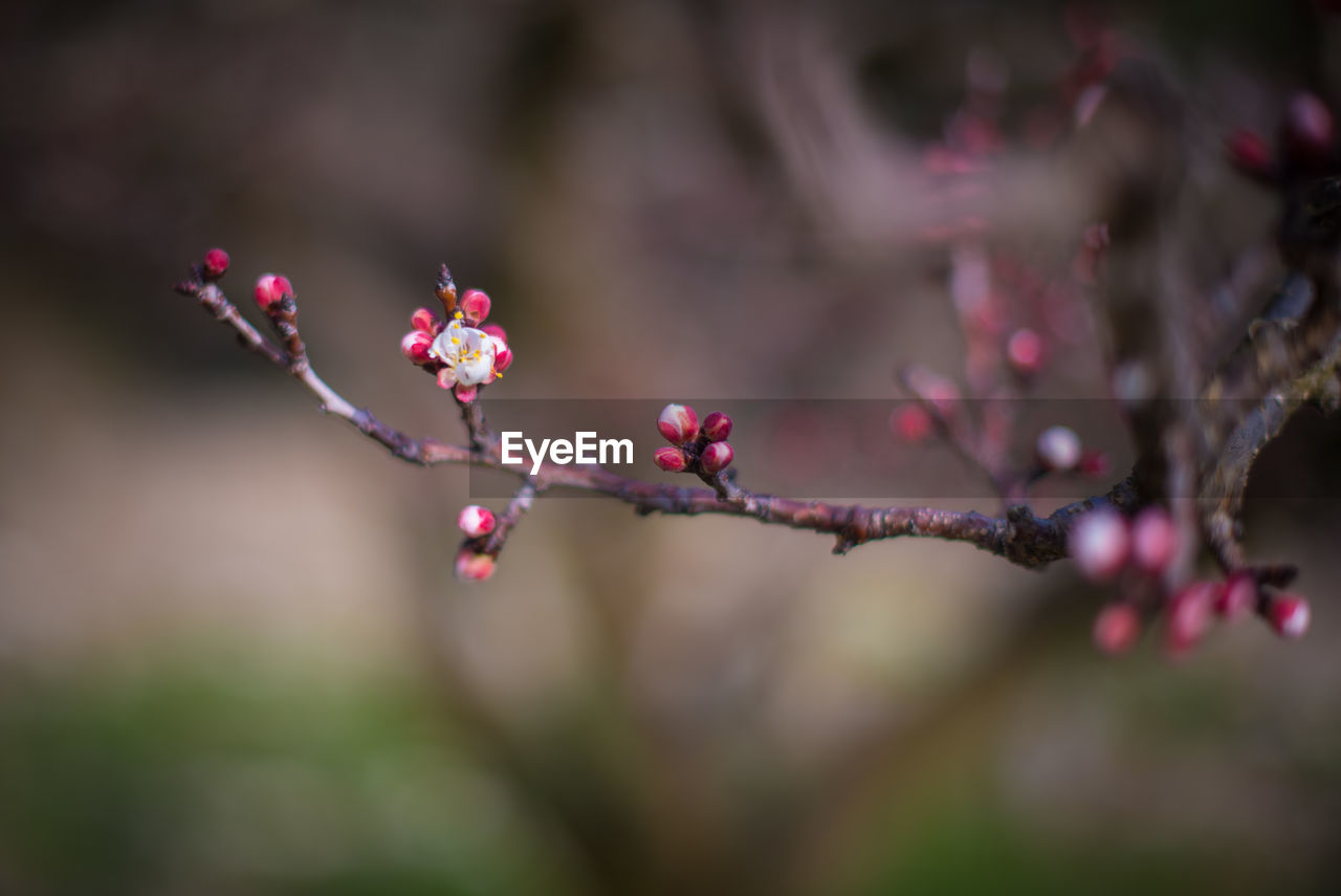 CLOSE-UP OF PINK CHERRY BLOSSOMS