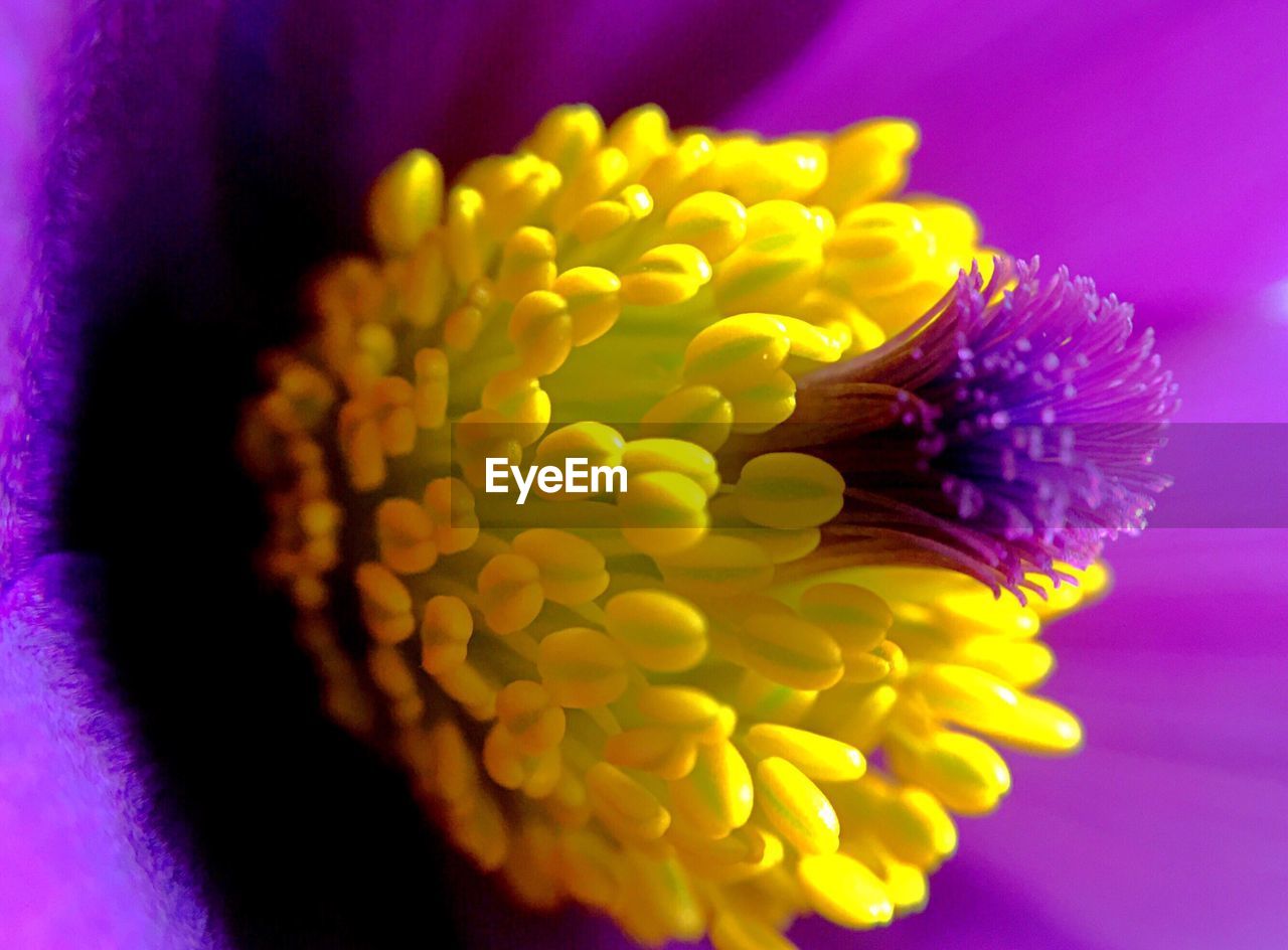 Macro shot of purple flower head