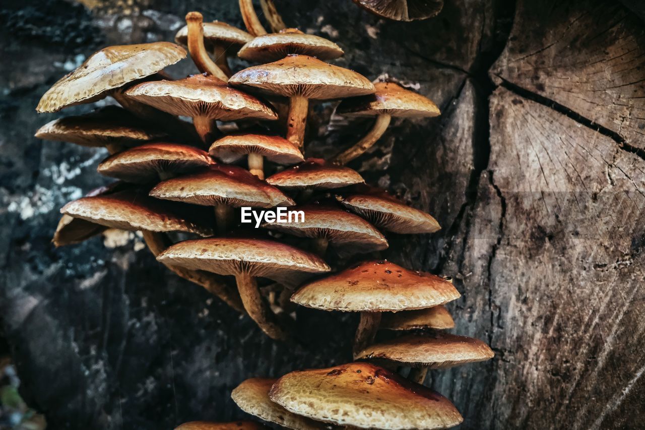 food, food and drink, mushroom, fungus, vegetable, no people, autumn, freshness, nature, leaf, close-up, plant, tree, wood, oyster mushroom, brown, macro photography, edible mushroom, toadstool, high angle view, growth, healthy eating, forest, land, outdoors, day, wellbeing