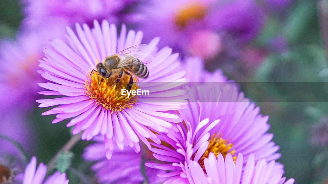 flower, flowering plant, beauty in nature, animal themes, animal, freshness, plant, animal wildlife, insect, petal, fragility, wildlife, flower head, close-up, purple, one animal, bee, growth, nature, pollination, no people, inflorescence, focus on foreground, pollen, pink, symbiotic relationship, macro photography, aster, outdoors, wildflower, day, honey bee