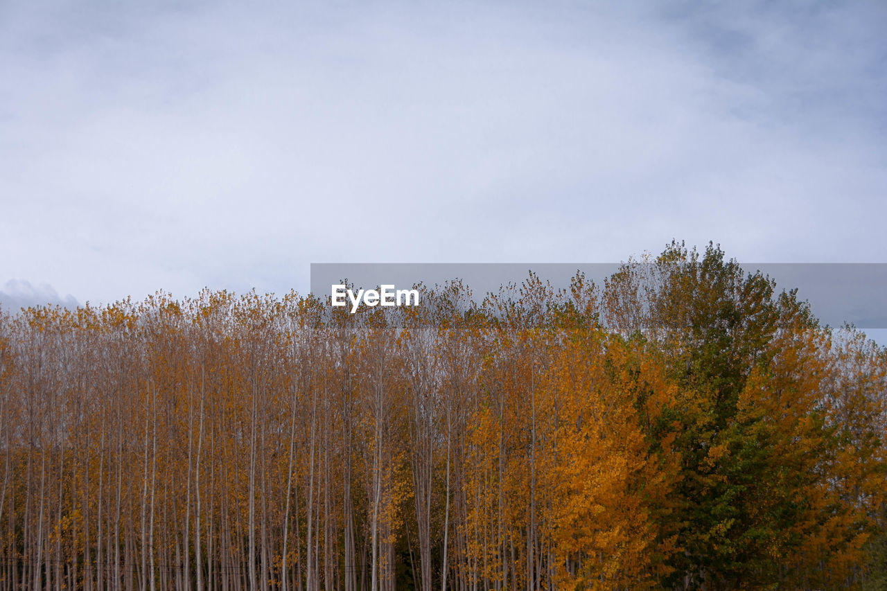 PANORAMIC VIEW OF TREES AND PLANTS IN FOREST AGAINST SKY