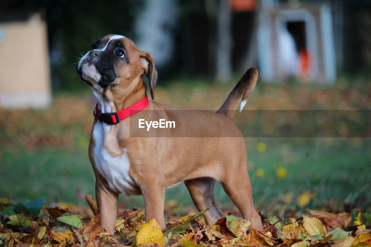 DOG LOOKING AWAY WHILE STANDING ON LAND