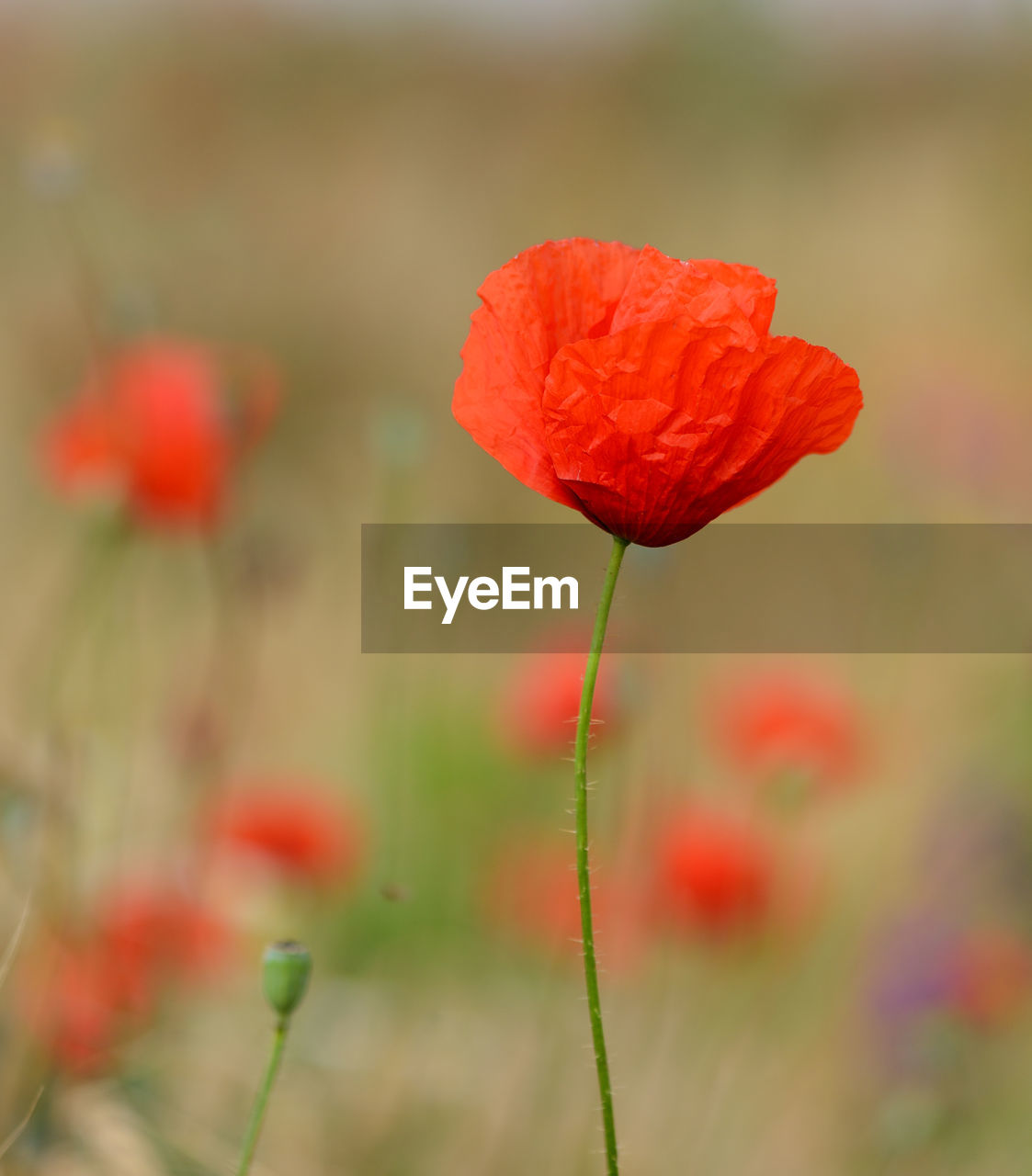 CLOSE-UP OF RED POPPY ON PLANT