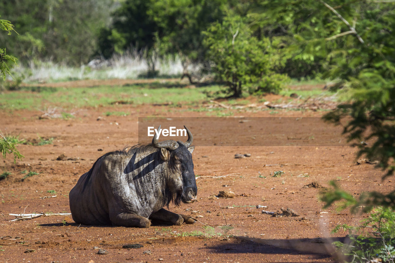 Wildebeest sitting on land