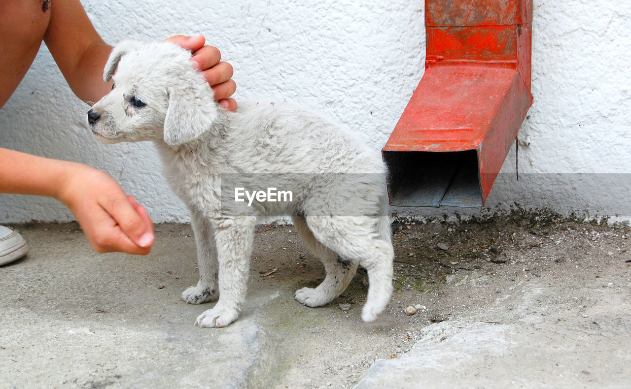 Cropped image of hands touching dog