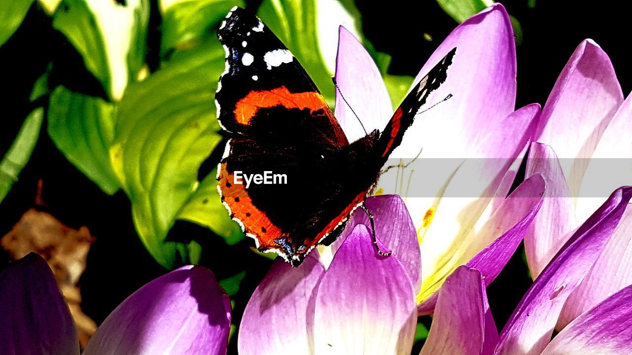 CLOSE-UP OF BUTTERFLY ON PURPLE FLOWER