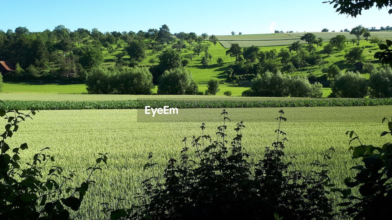 SCENIC VIEW OF FARM AGAINST SKY