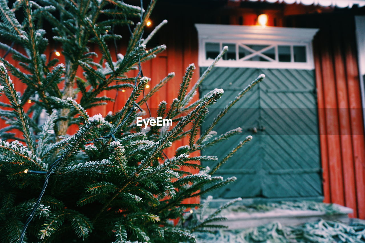 CLOSE-UP OF CHRISTMAS TREE ON PLANT