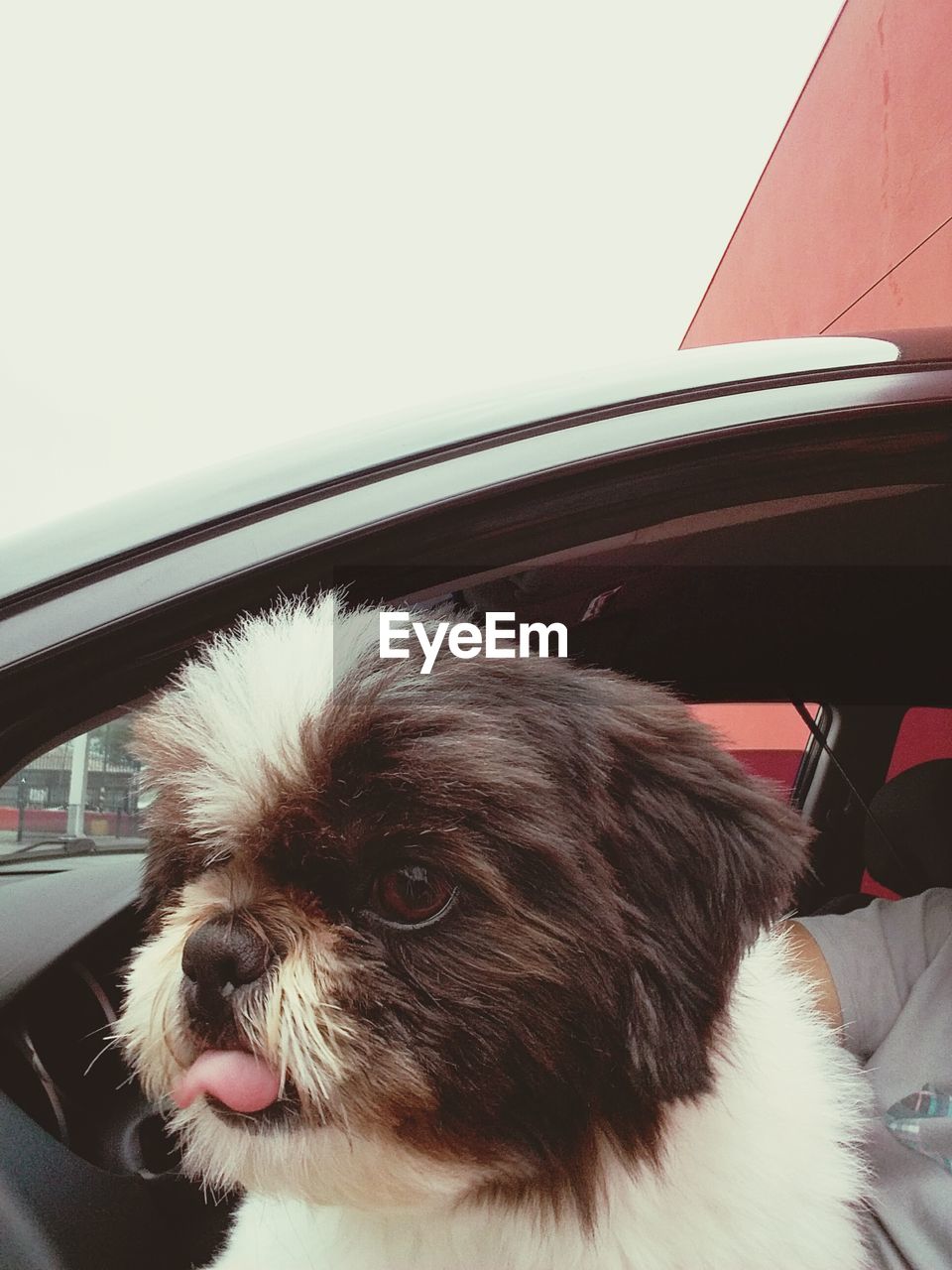 CLOSE-UP OF DOG LOOKING THROUGH WINDOW